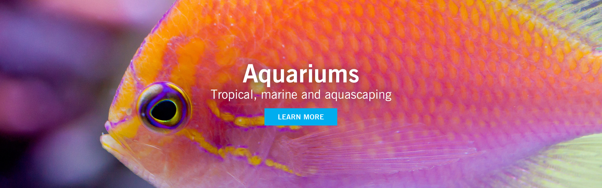EA Aquariums