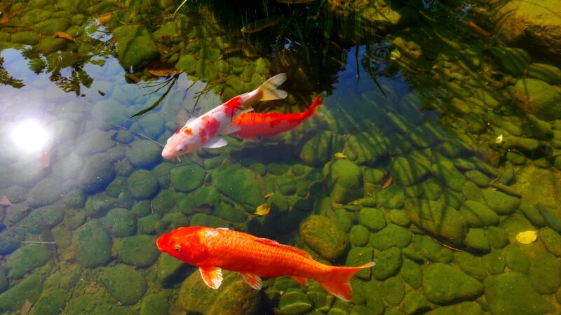 Colorful,Fish,Swimming,In,The,Clear,Fish,Pond,,It,Looks